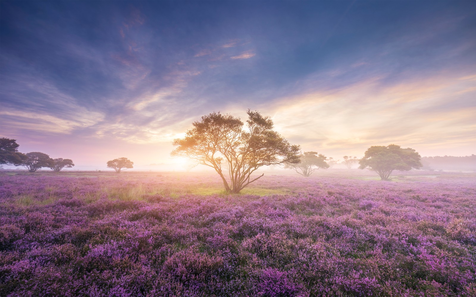 purple flowers, field, lavender, spring, sunrise wallpaper