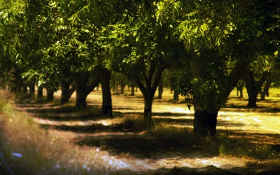 Bosquet Forestier Serein Baigné de Lumière Solaire