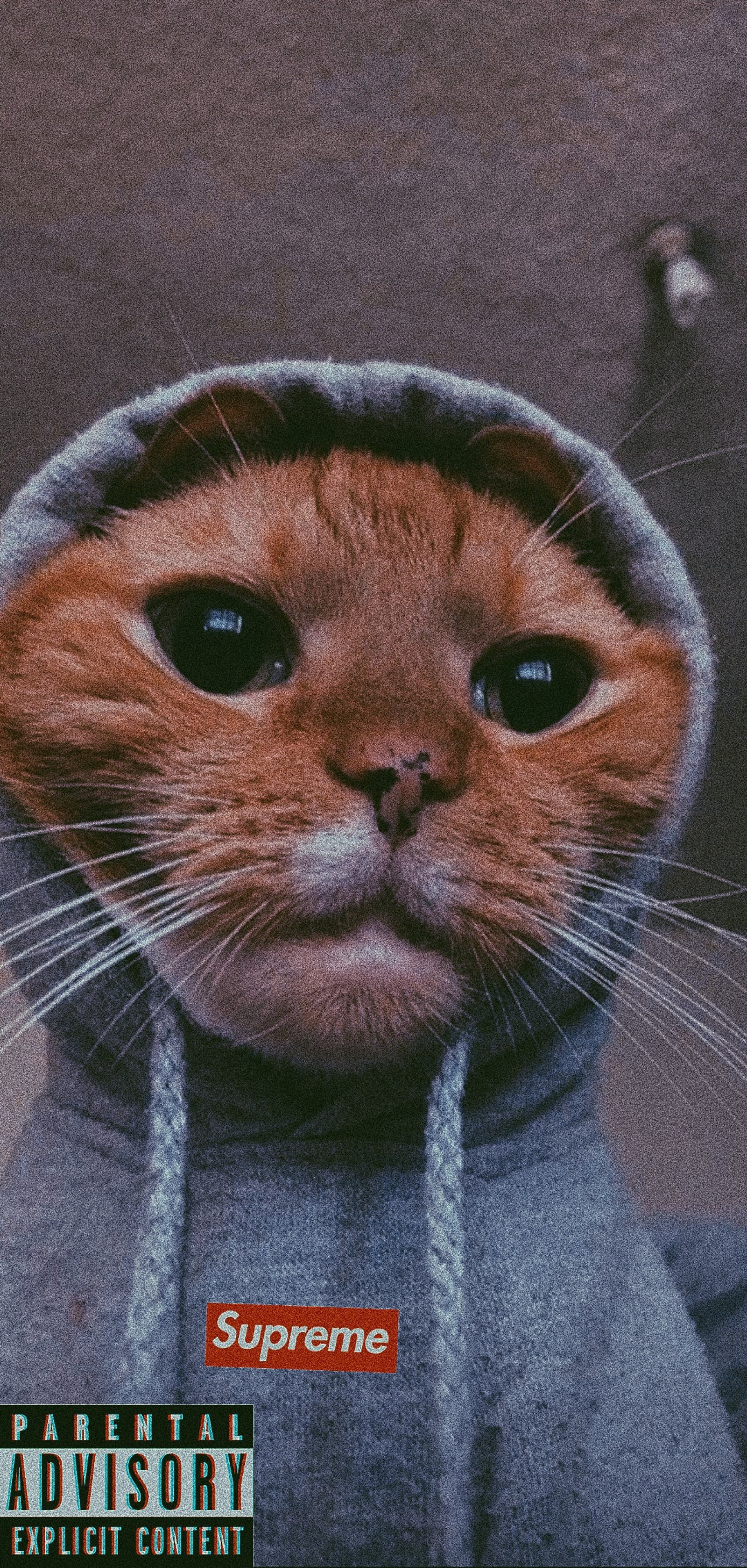 Lade gato, katzen, hoodie, kätzchen, supreme Hintergrund herunter