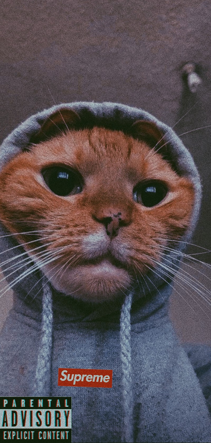 Кот в худи с логотипом supreme (кот, кошки, худи, котята, supreme)