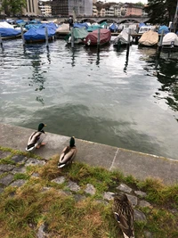 eau, oie, colvert, oiseau, canards oies et cygnes