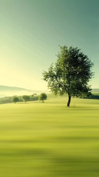 grün, hd, natürlich, natur, baum