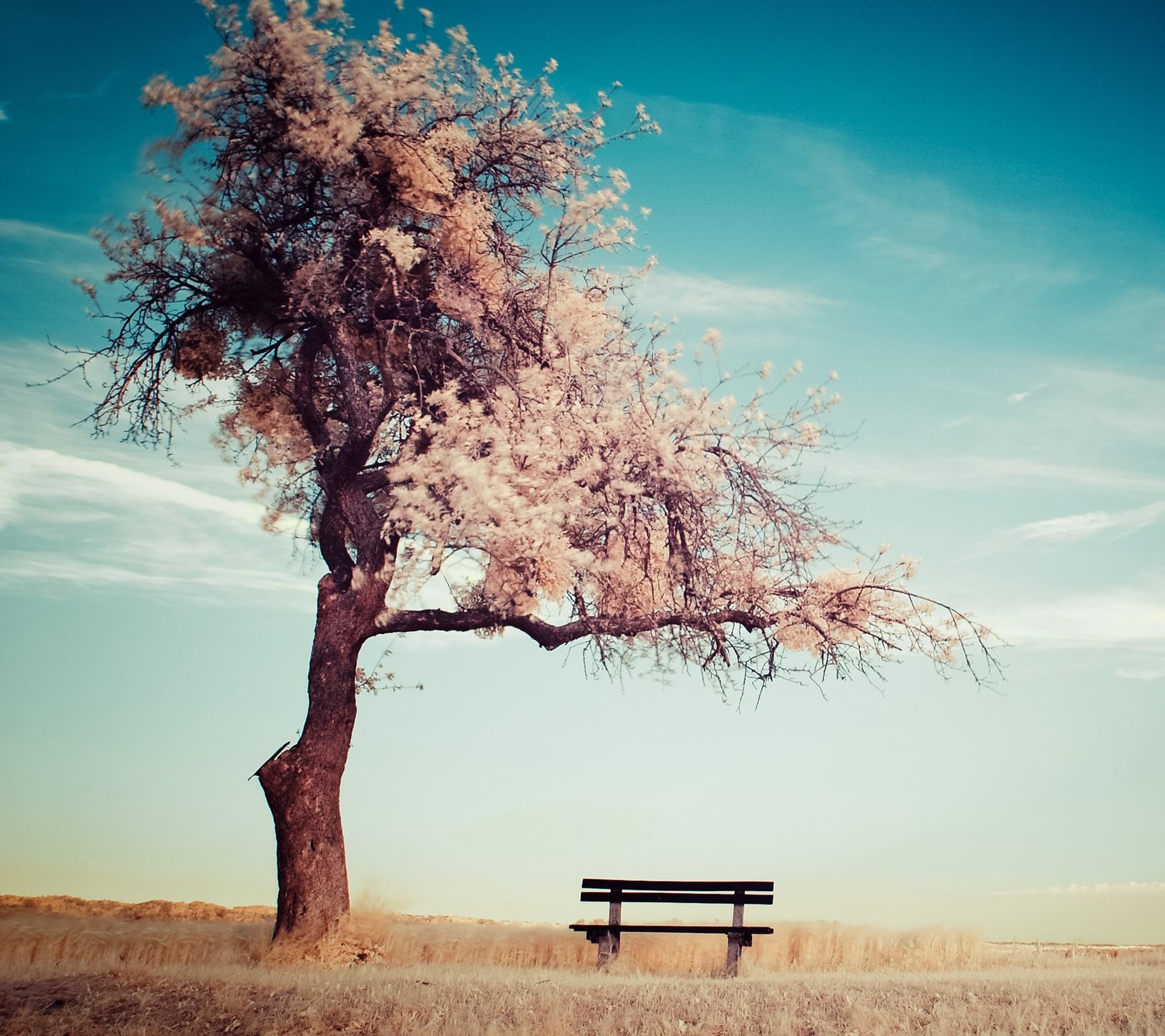 There is a bench under a tree in a field (landscape, nature, tree)