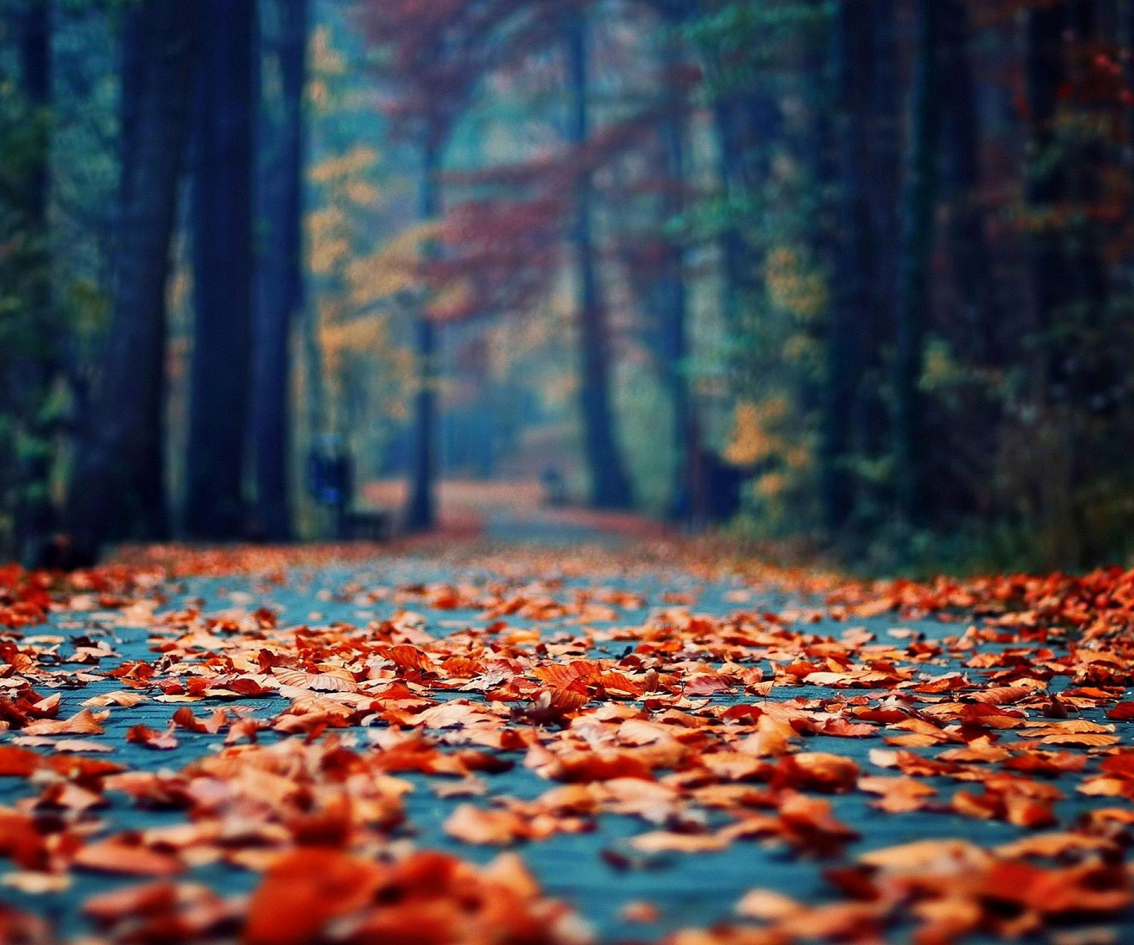 Des feuilles au sol dans une forêt avec un chemin en arrière-plan (automne, feuilles, parc, route, arbres)