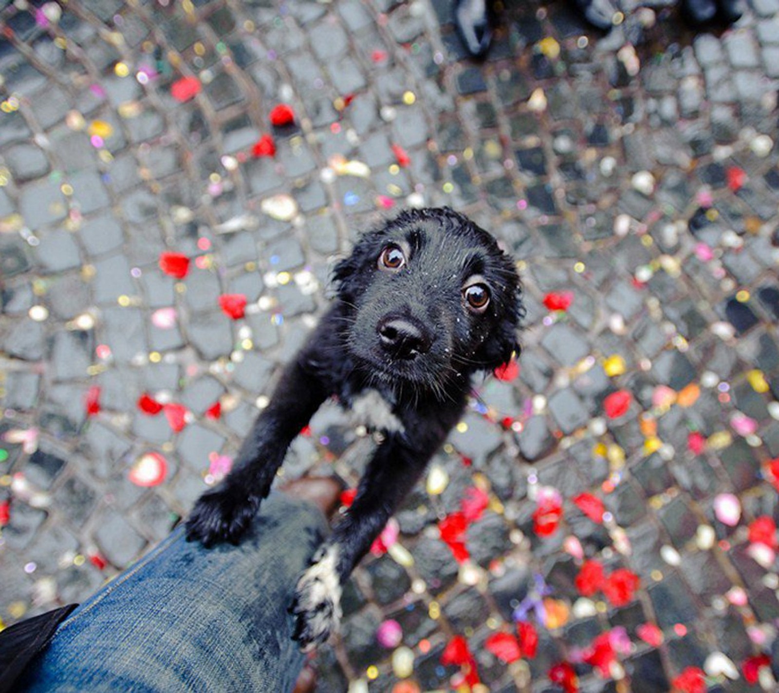 Há um cachorro preto em pé na perna de uma pessoa (animal, bebé, fofo, olhos, animal de estimação)