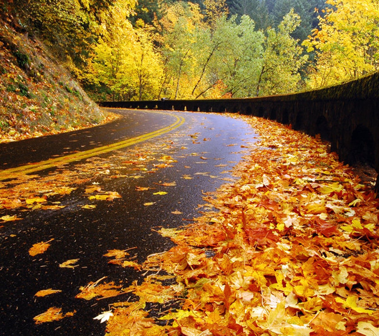 Un gros plan d'une route avec des feuilles au sol (automne, beauté, route)