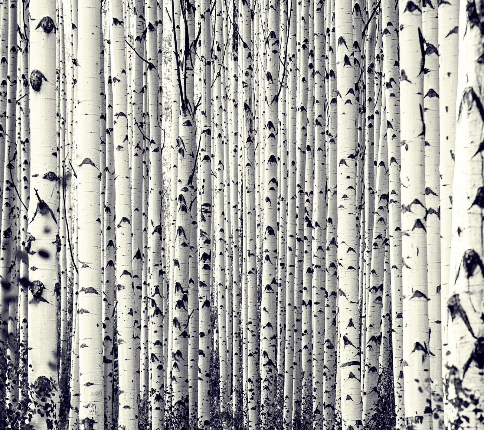 Imagem de uma floresta de bétulas brancas (abej, beograd, birch forest)