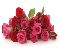 Enchanting Pink and Red Roses: A Celebration of Love