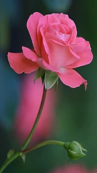 flower, pink, rose