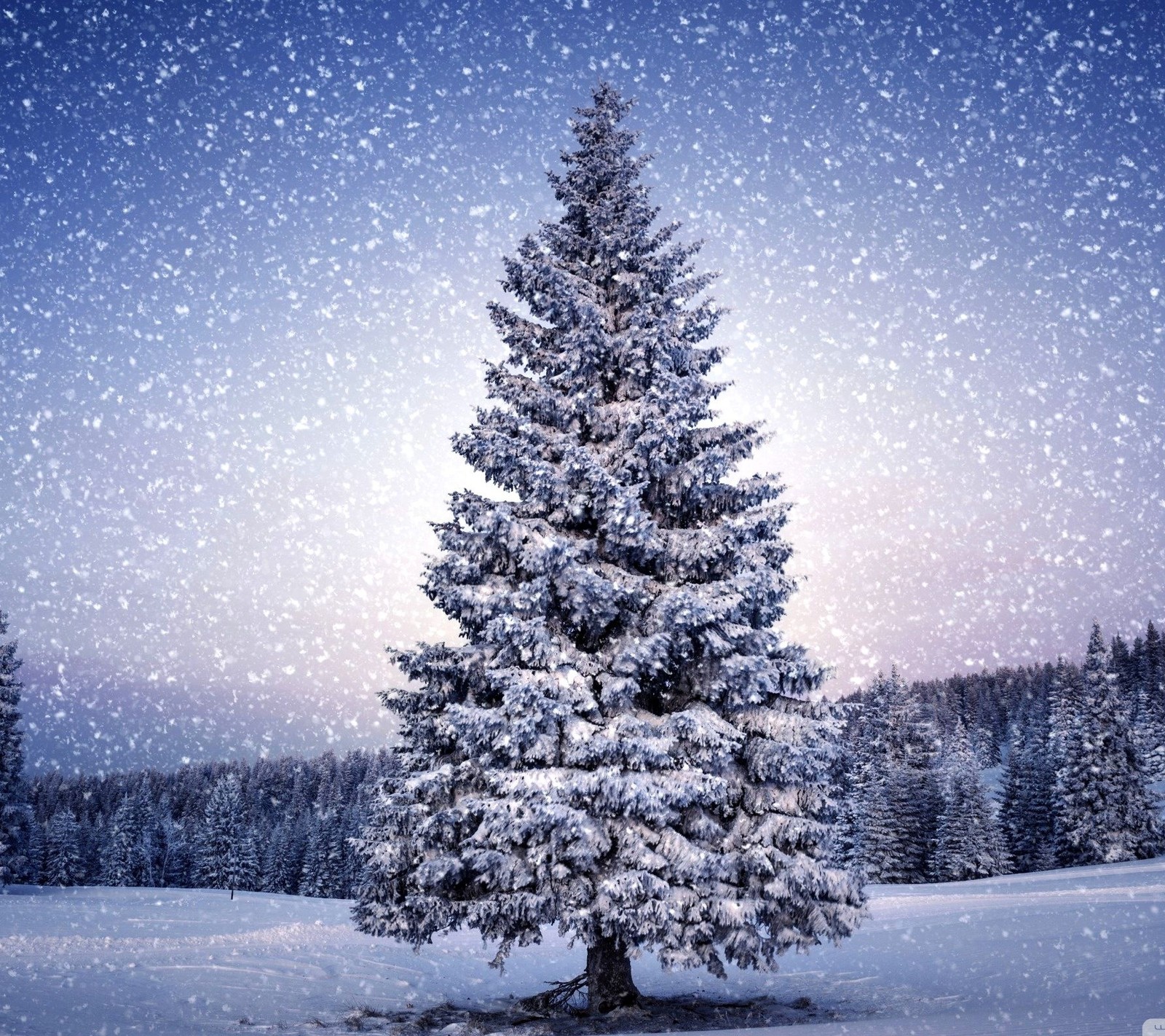 Descargar fondo de pantalla árbol, árboles, invierno, navidad