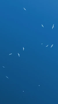 Weiße Vögel in einem klaren blauen Himmel