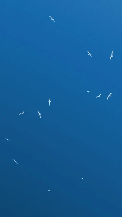 Oiseaux blancs dans un ciel bleu clair