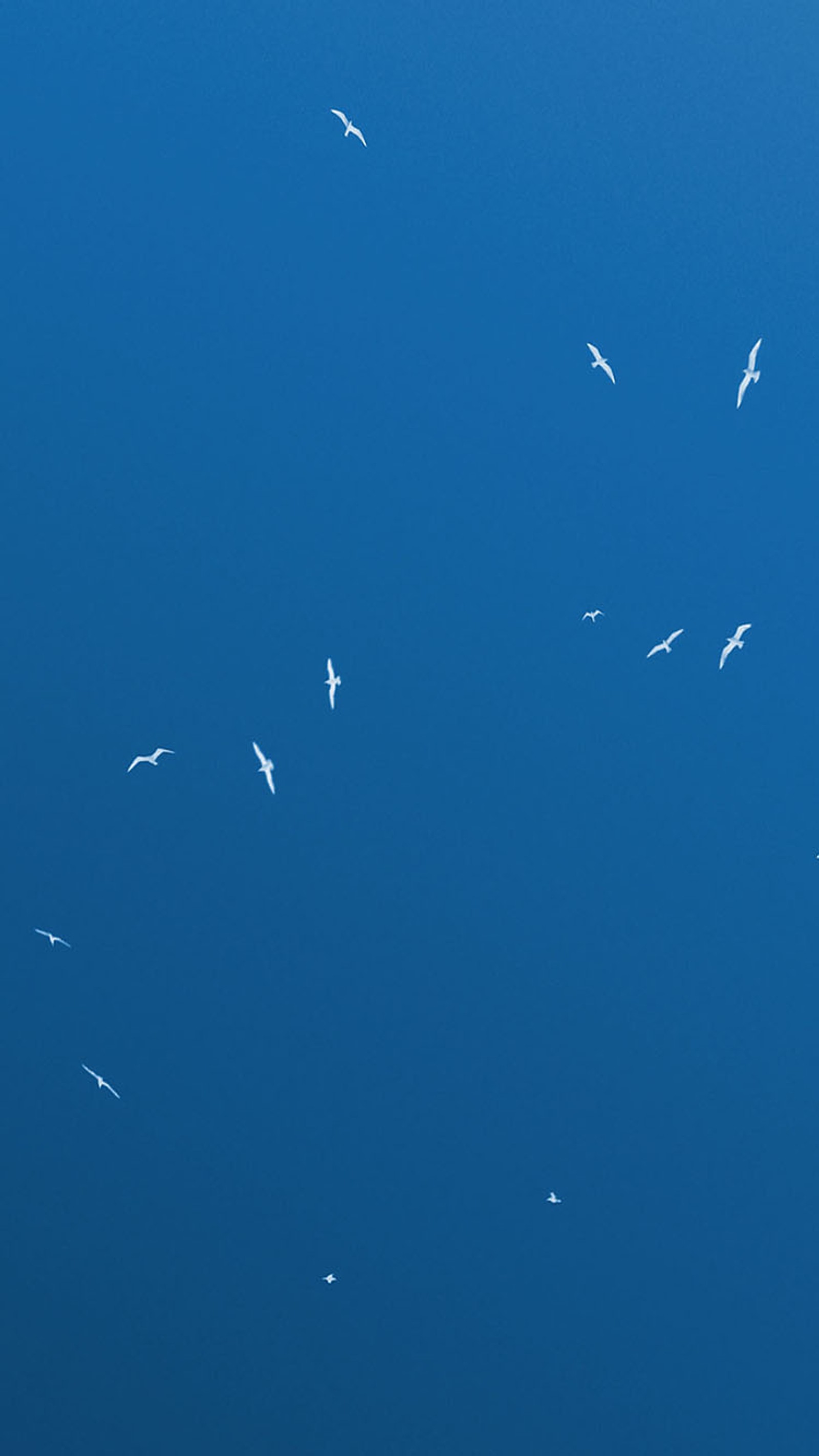 Há muitos pássaros voando juntos no céu (aves, céu, branco)