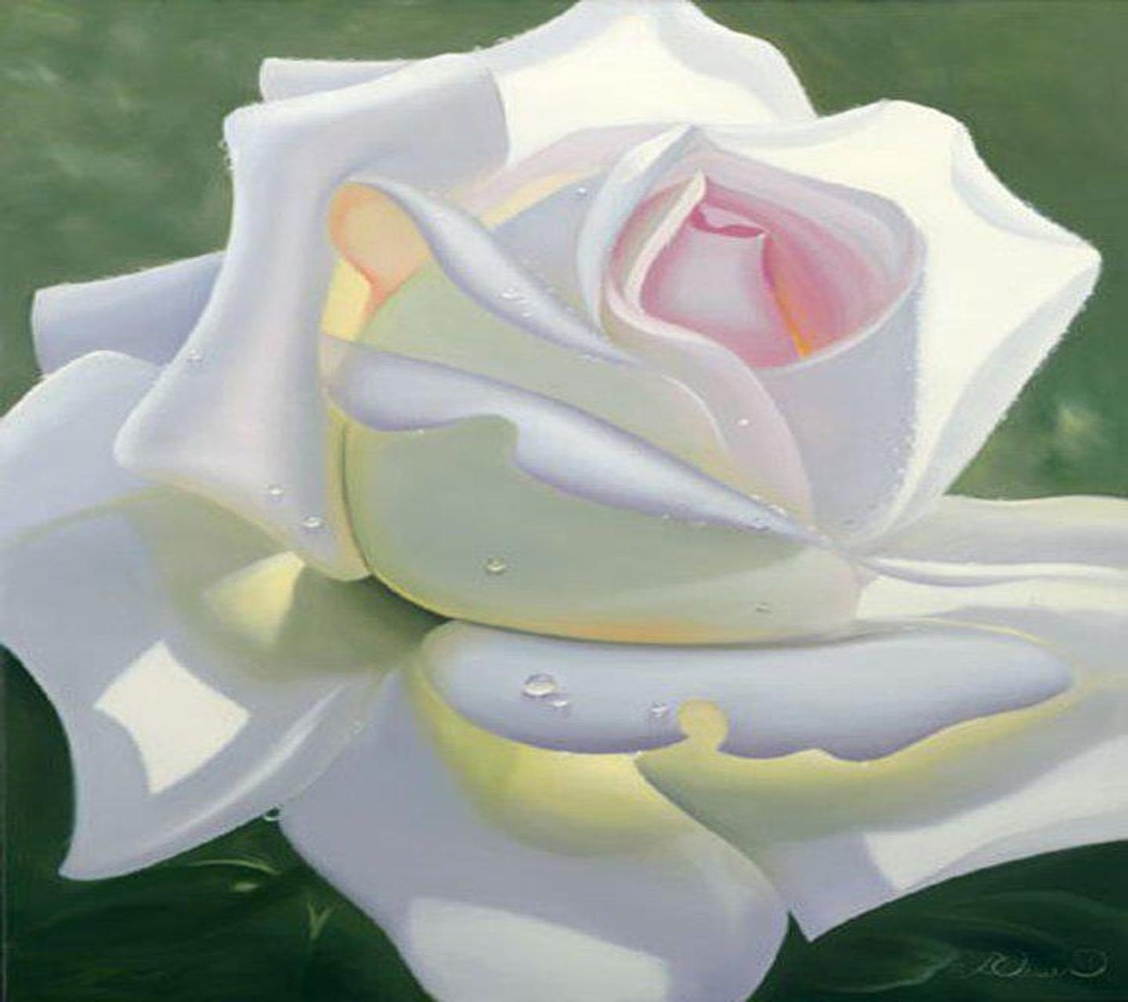 Peinture d'une rose blanche avec un centre rose (beaux papiers peints, rose)