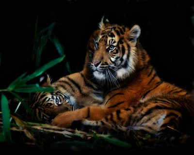 baby tiger, tiger, wild