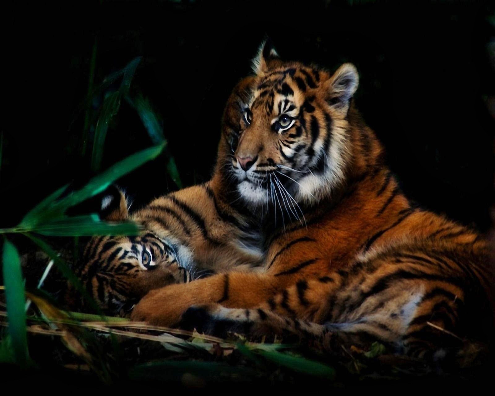 Un cachorro de tigre tumbado en la hierba junto a su madre (tigre bebé, tigre, salvaje)