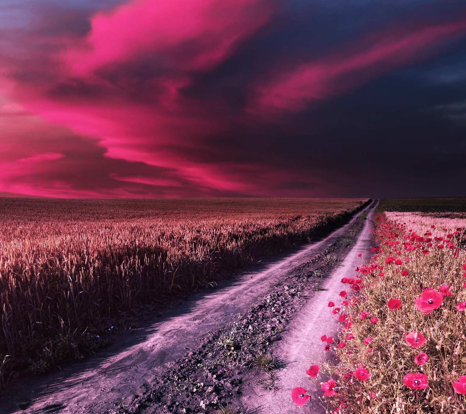 Eine nahaufnahme eines schotterwegs neben einem blumenfeld (feld, landschaft, natur, straße, himmel)