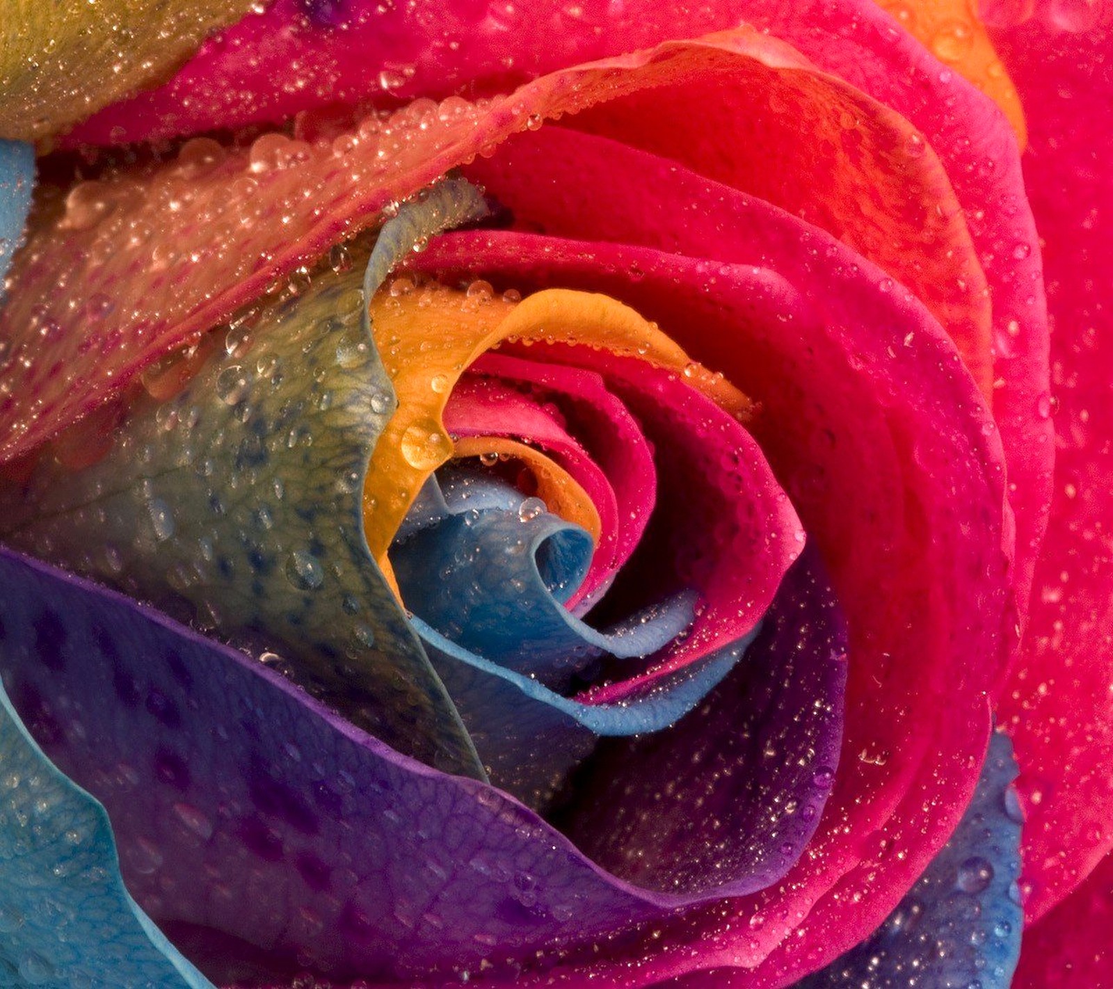 A close up of a colorful rose with water droplets on it (beautiful, colorful, drops, flowers, nature)