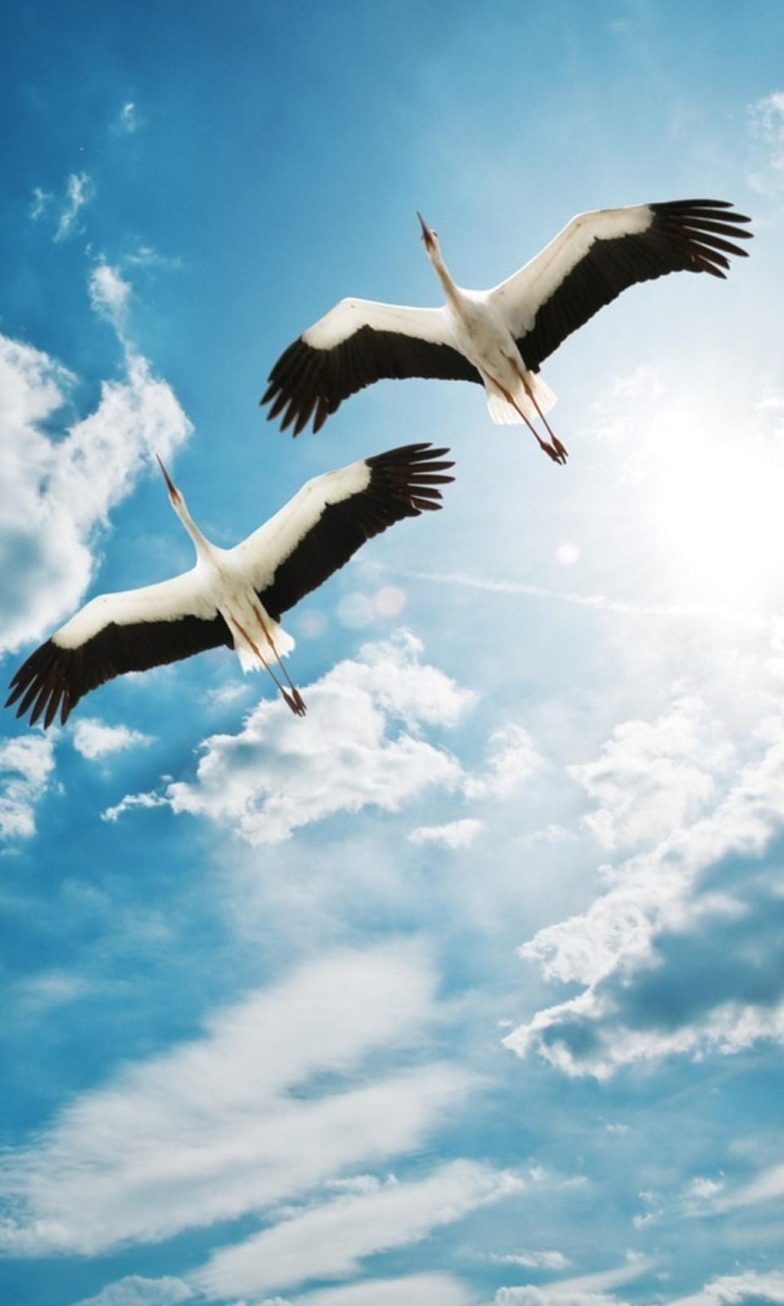 Two white birds flying in the sky with a sun behind them (beautiful, gorgeous)