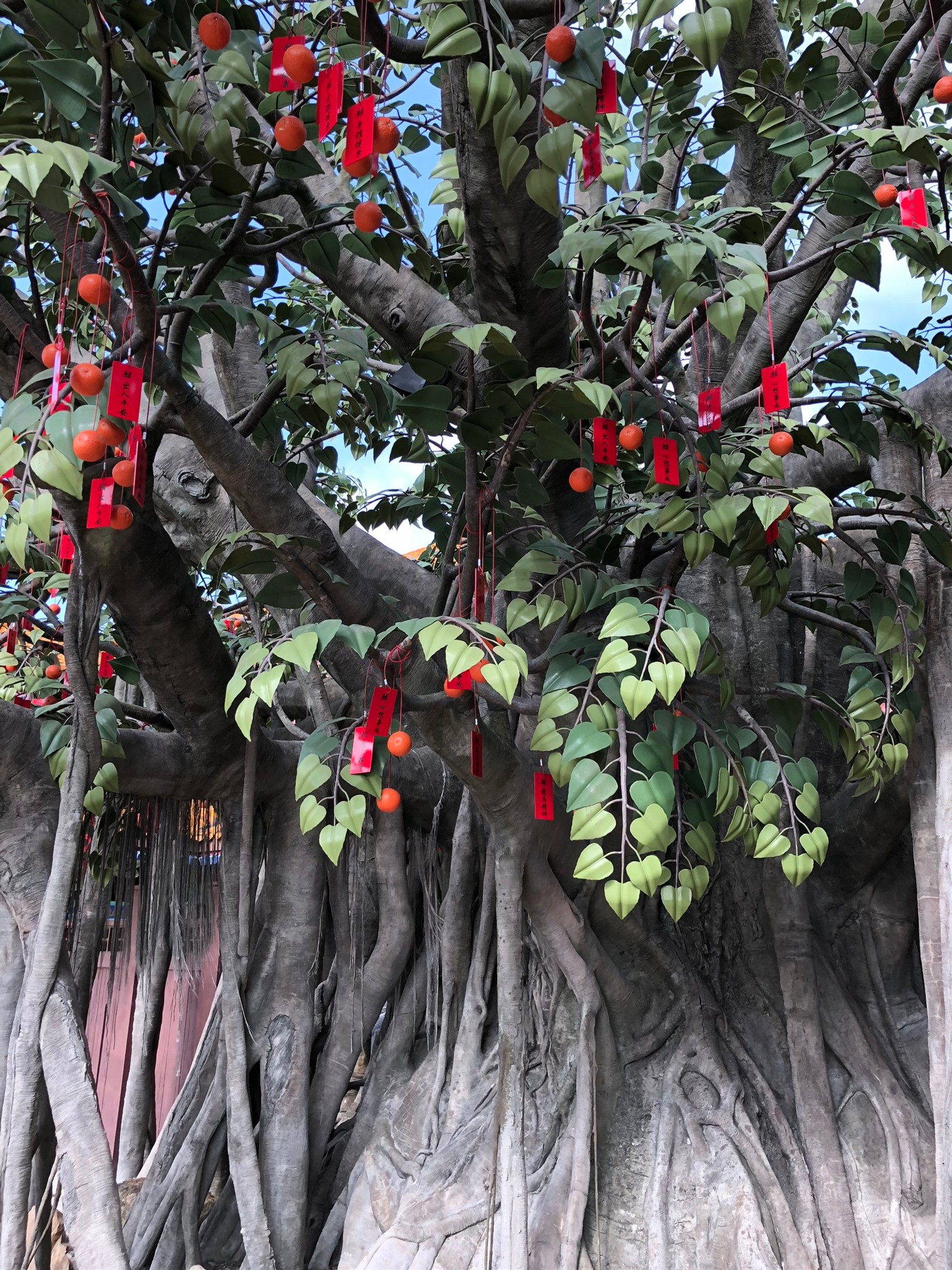 Il y a un arbre avec des baies rouges qui poussent. (arbre, branche, plante ligneuse, arbre fruitier, produire)