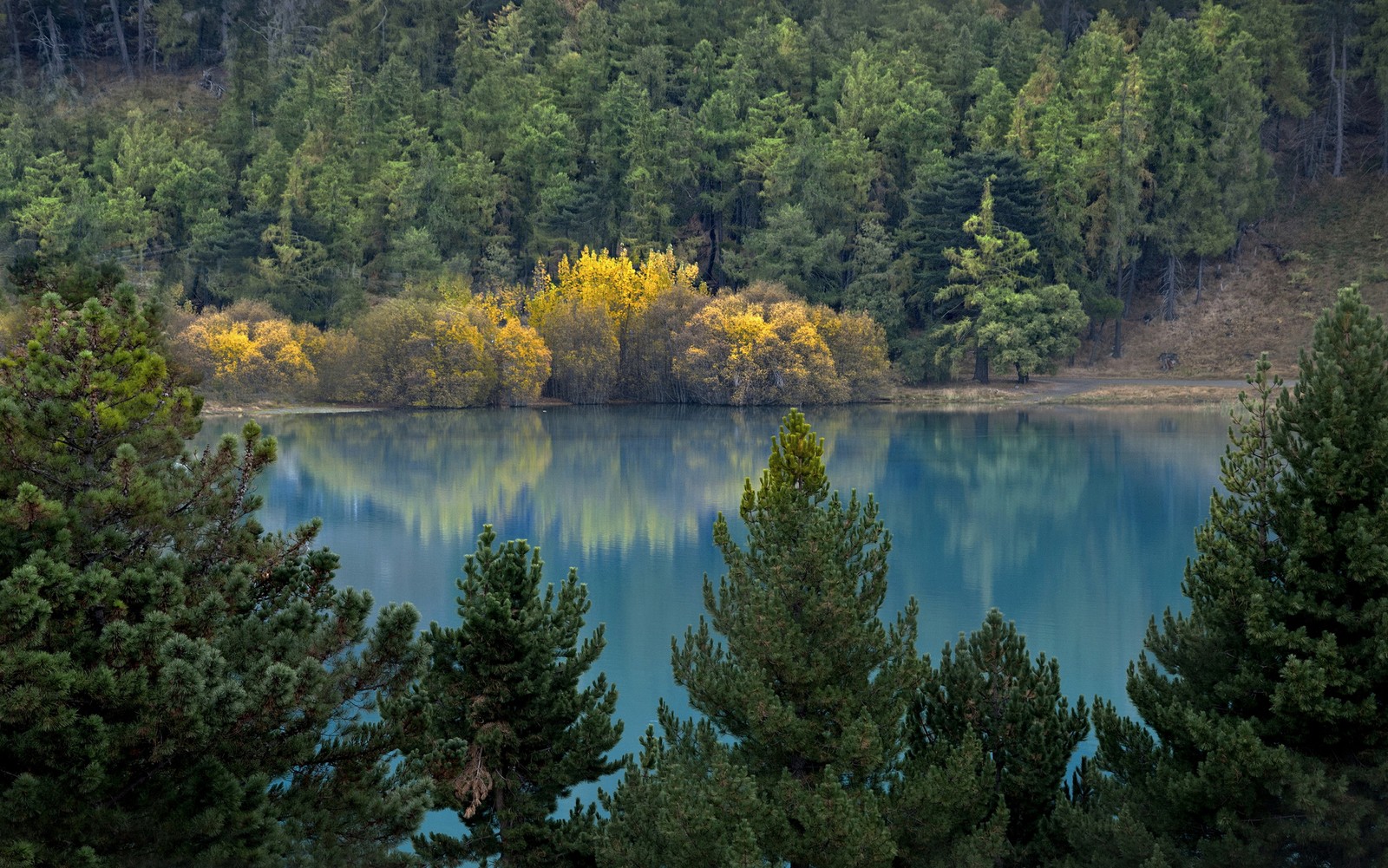 Los árboles están en primer plano de un lago rodeado de bosque (naturaleza, lago, reflexión, desierto, reserva natural)