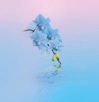 Fleurs d'orchidées bleues élégantes : un chef-d'œuvre floral dans des teintes aqua