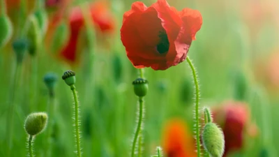 Vibrant Coquelicot Poppies in a Meadow with Buds and Green Stems