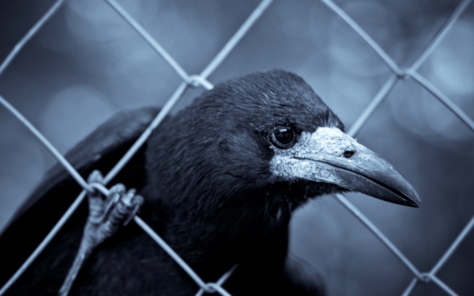 Araffe regardant à travers une clôture avec une photo en noir et blanc (oiseau, bec, tour, faune, noir et blanc)