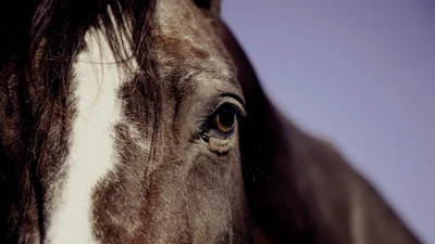 Primer plano del ojo y la crin de un caballo contra un fondo suave