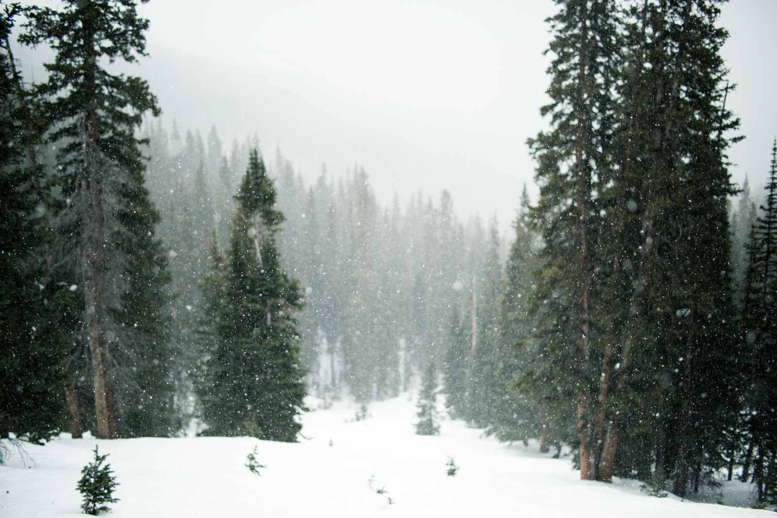 Il y a une personne qui skie sur une colline enneigée dans les bois (arbre, neige, hiver, forêt, gel)