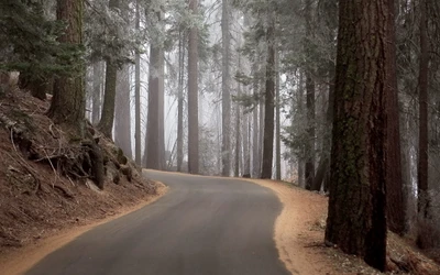 tree, forest, woodland, road, spruce fir forest