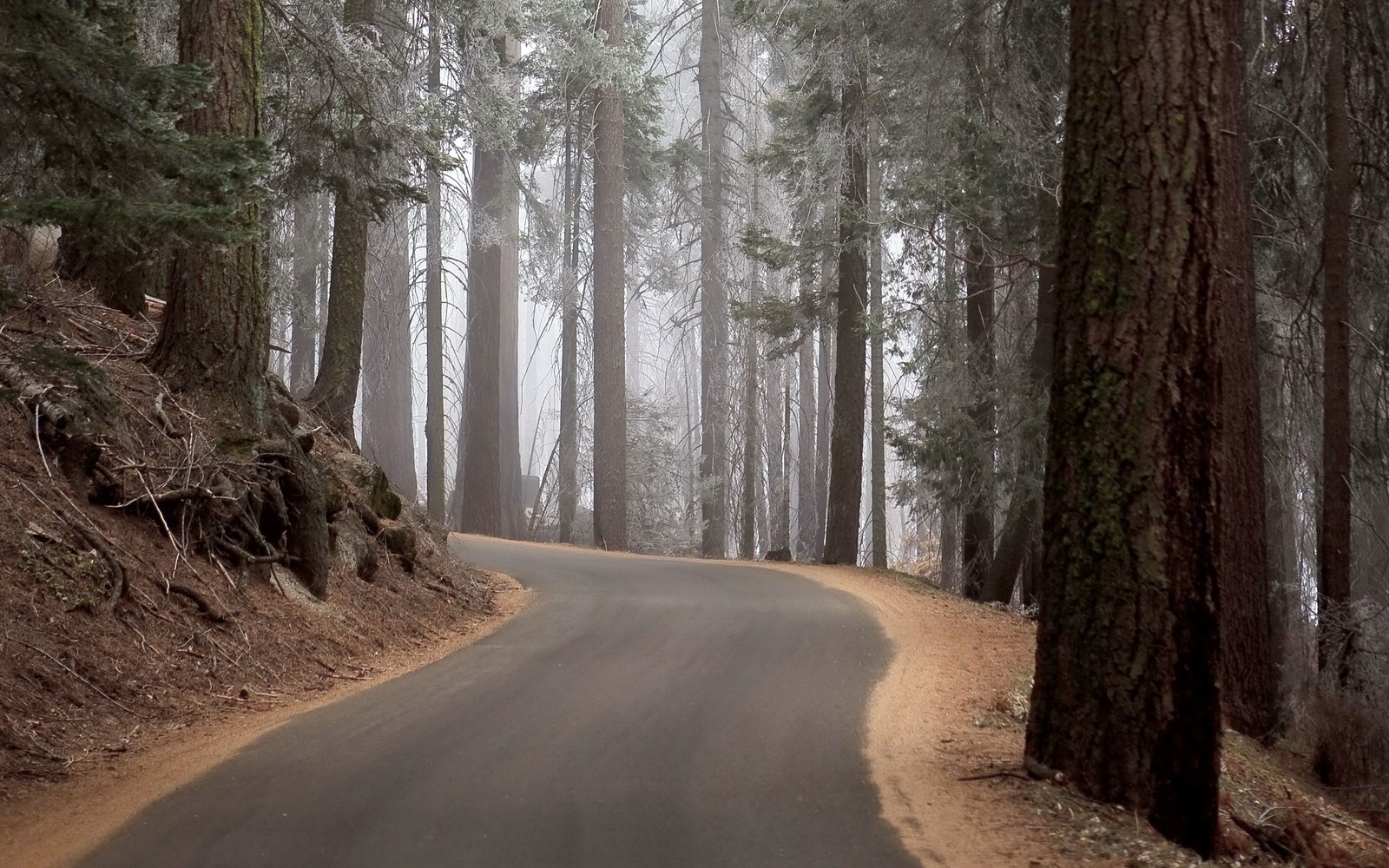 tree, forest, woodland, road, spruce fir forest wallpaper