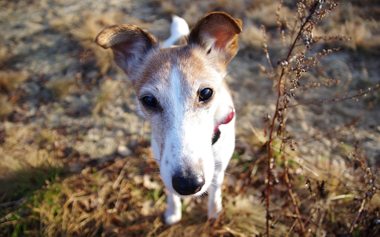 Há um pequeno cão que está de pé na grama (filhote, focinho, raça de cachorro, whippet, galgo espanhol)