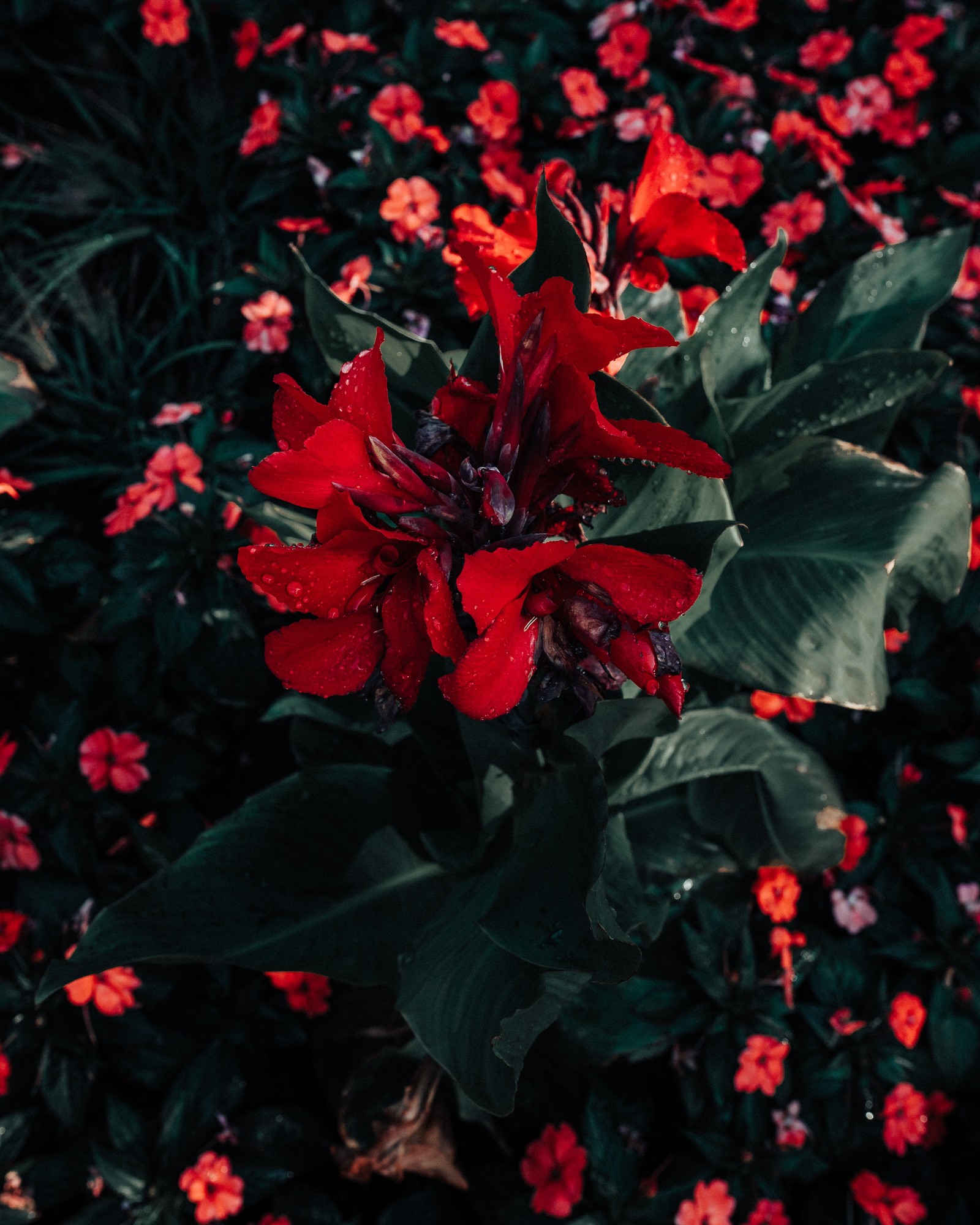 Une fleur rouge au milieu d'un champ (étoile de noël, fleur, rouge, plante, plante à fleurs)