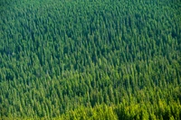 grün, vegetation, gras, feld, pflanze