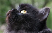 Close-up of a black cat gazing upwards with striking yellow eyes.