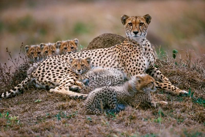 Cheetah family resting in the wilderness.