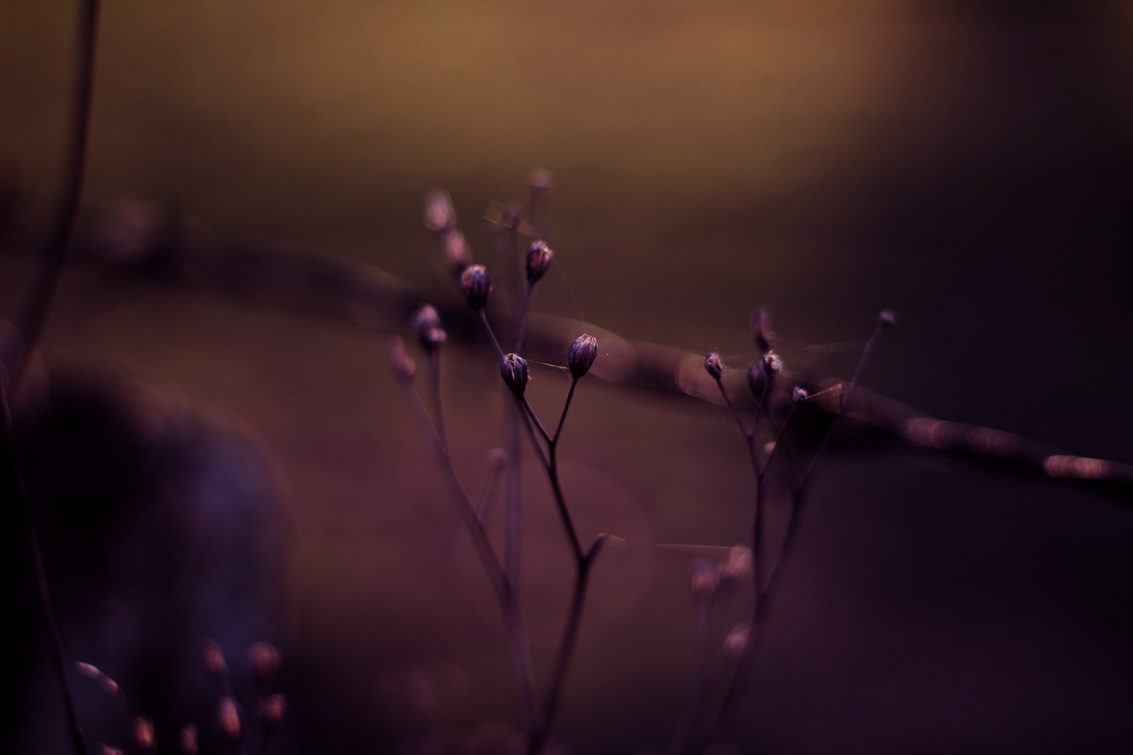 Há uma pequena planta com pequenas flores crescendo dela (bokeh, água, roxo, violeta, desempenho)