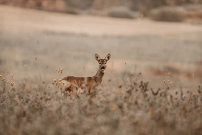 Um cervo-raposo filhote está alerta entre flores silvestres em uma paisagem serena de gramado.