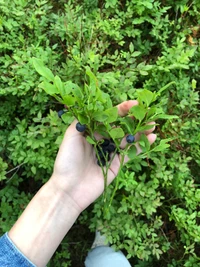 Mão segurando mirtilos frescos e folhas verdes em um denso cobertor de solo