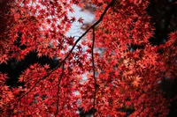 Vibrantes hojas de arce rojo en la gloria del otoño