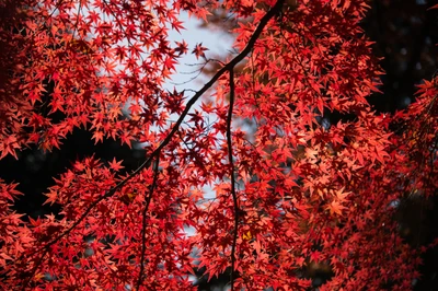 Lebendige rote Ahornblätter in herbstlicher Pracht