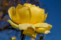 Rosa amarela vibrante em plena floração contra um céu azul claro