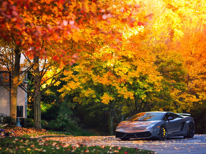 Спортивный автомобиль, припаркованный на улице перед домом (lamborghini gallardo, lamborghini, дерево, осень, древесное растение)