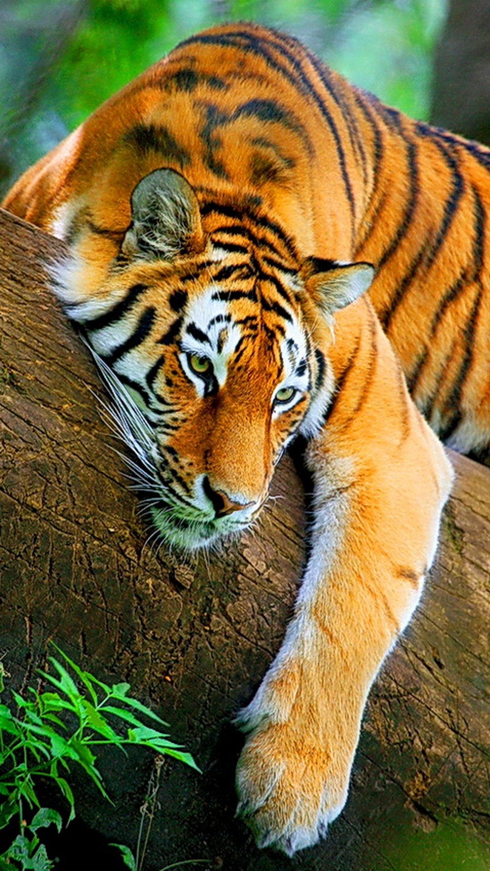 Un tigre couché sur une branche d'arbre (détente, tigre)