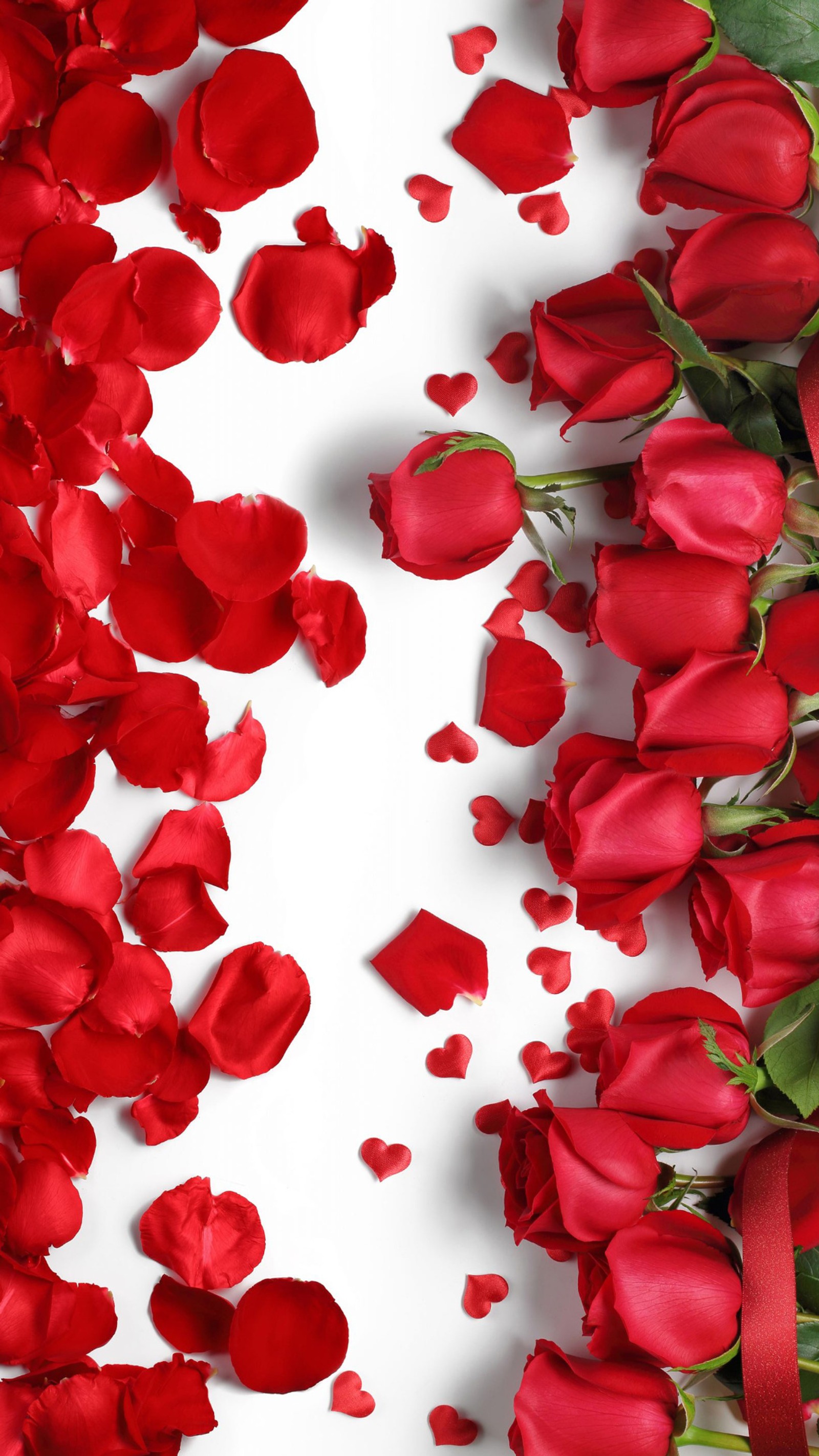 Il y a beaucoup de roses rouges et de pétales sur une surface blanche (amour, pétales, rouge, romance, rose)