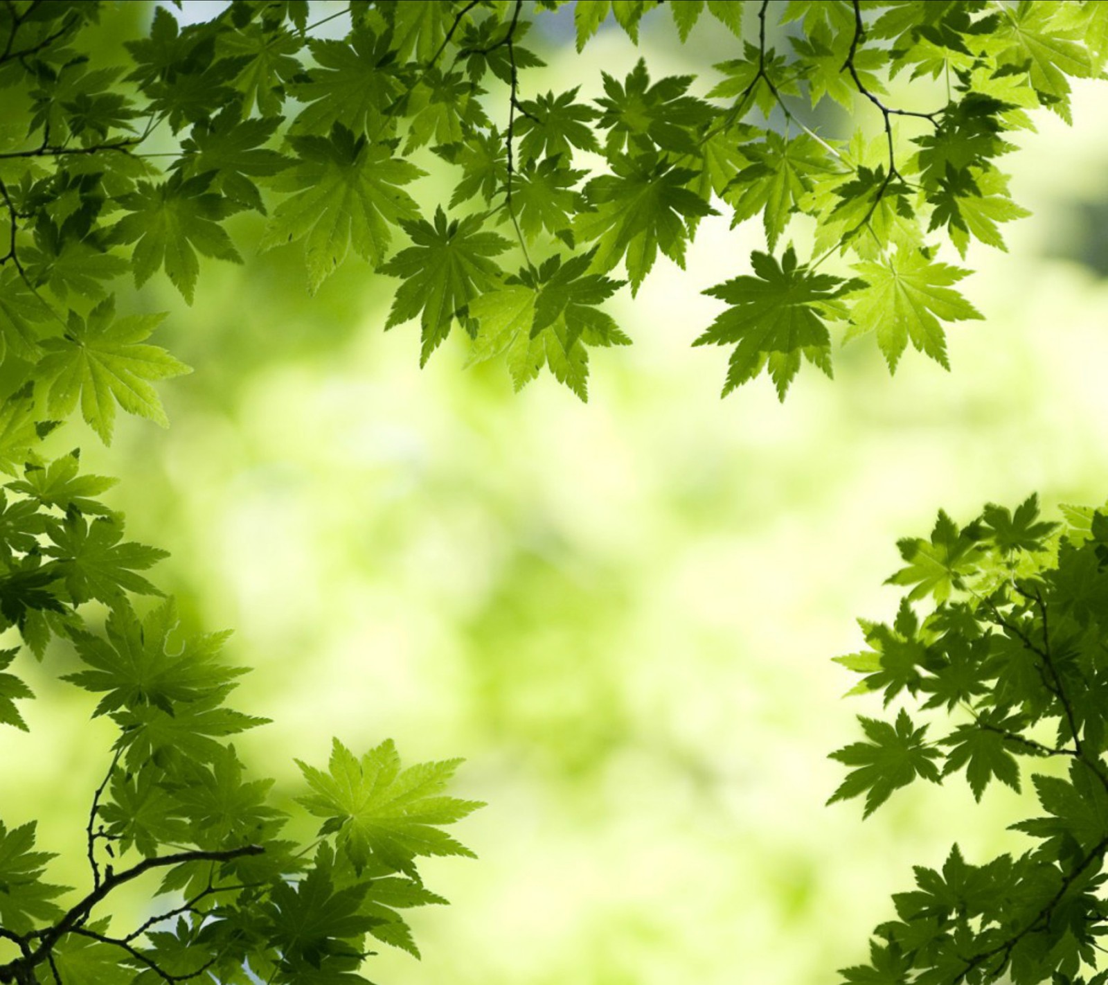 Close-up de uma árvore com folhas verdes ao fundo (verde, natureza)