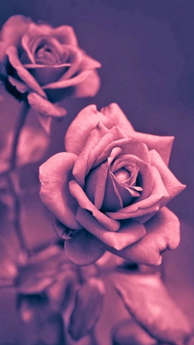 Deeply Beautiful Pink Roses: A Touch of Love and Sadness