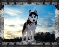 Majestic Husky Pup Against a Scenic Sky Background