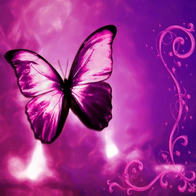 papillon, violet